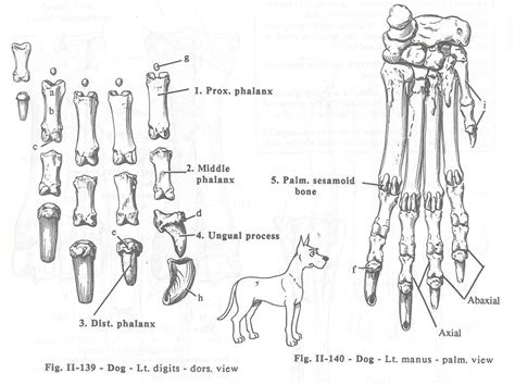 4 digit number for dog|Dog Digit Numbers: How to Decode and Understand Your Dog's .